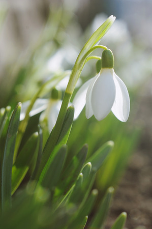 Beautiful white snowdrops in a de focused spring gardenの写真素材