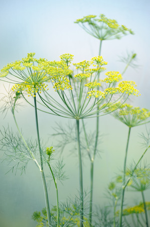 Close-up of dill flower umbels in the fieldの写真素材