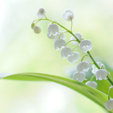 Lily of the valley bouquet in glass on natural backgroundの写真素材