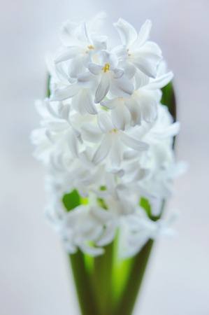 Beautiful white hyacinth in vase on the windowの写真素材