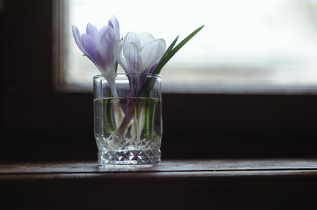 Bouquet crocus in vase on the windowの写真素材