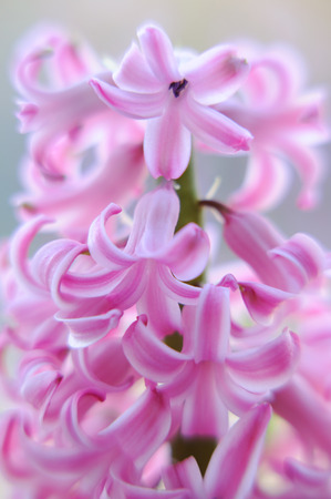 Beautiful pink hyacinthsの写真素材
