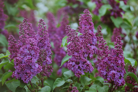 Bunch of violet lilac flowers on natural background