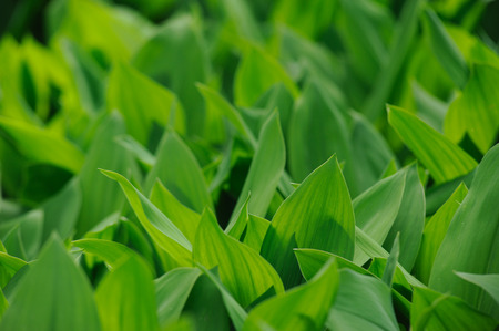 Natural background with fresh green leaves lily of the valleyの写真素材