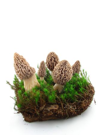 Morels