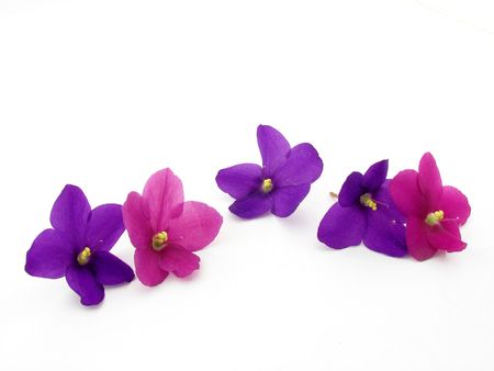 Violetsの写真素材