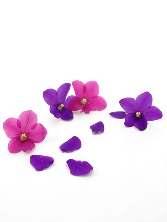Violets isolated