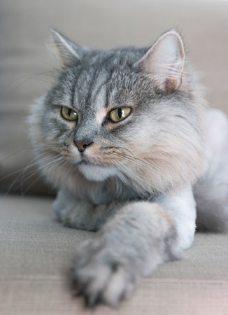 Covered cat under the lion. Noble proud cat lying on the couch. British with gray fur.の写真素材