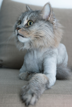Covered cat under the lion. Noble proud cat lying on the couch. British with gray fur.の写真素材