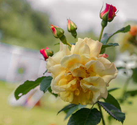 Yellow roses, meaning Bright, cheerful and joyful , create warm feelings and ensure happiness.の写真素材