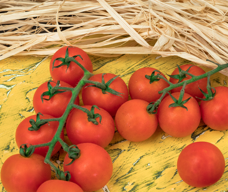 Fresh tomatoes from grapes on a wooden background. in a rustic style. season of vegetables. advertising.の写真素材