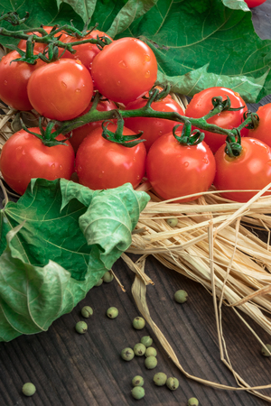 Fresh tomatoes from grapes on a wooden background. in a rustic style. season of vegetables. advertisement.Vegetables from the garden.の写真素材