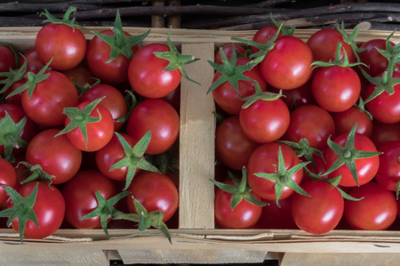Fresh colorful ripe Fall heirloom tomatoes in basket over wooden background, top view, horizontal compositionの写真素材