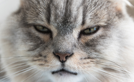 A macro shot of a young tabby cat's face. Focus on his gorgeous eyesの写真素材