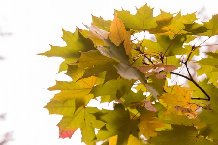 Colourful leaves in autumn seasonの写真素材