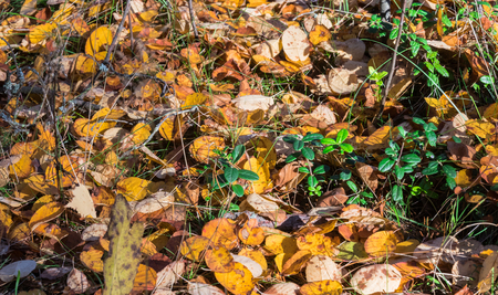 Autumn scenery. Beautiful gold fall in forest.の写真素材