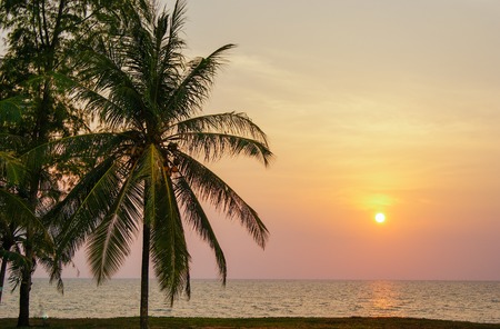 Beautiful cloudy landscape over the sea with a palm tree, sunset over the ocean. Romanceの写真素材