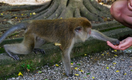 monkey taking food from human's hand