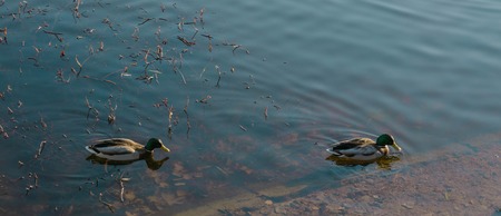 two ducks swim in the pond in autumn weather.の写真素材