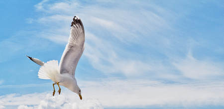 white Seagull soaring in the clear sky on a summer dayの写真素材