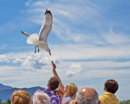 white Seagull soaring in the clear sky on a summer dayの写真素材