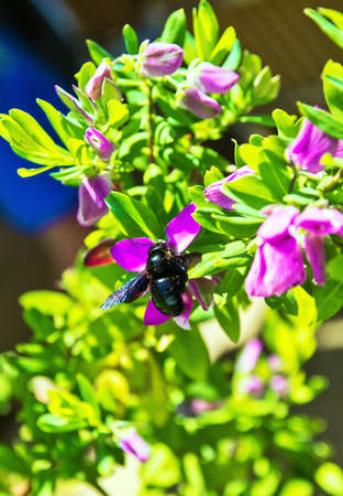 bumblebee pollinates a Bush of red flowers. close up.の写真素材
