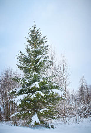 Spruce and trees with snow in the winter Park. snow tree.の写真素材