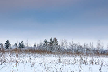 Spruce and trees with snow in the winter Park. snow tree.の写真素材