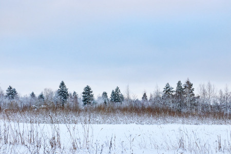 Spruce and trees with snow in the winter Park. snow tree.の写真素材