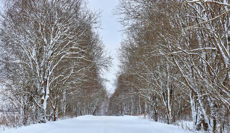 Spruce and trees with snow in the winter Park. snow tree.の写真素材