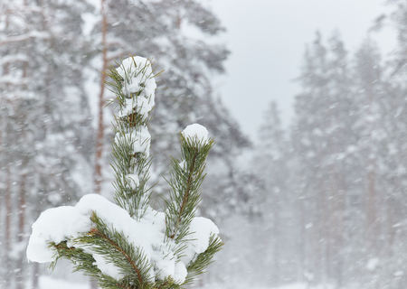 Small trees in snow-covered forests. little Christmas tree in the snow.. snowy weather outside the city.の写真素材