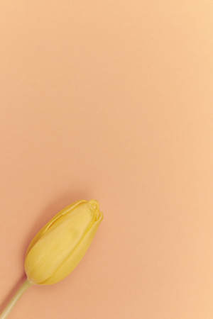 One yellow tulip on peach background. free space.の写真素材