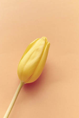 One yellow tulip on peach background. free space.の写真素材