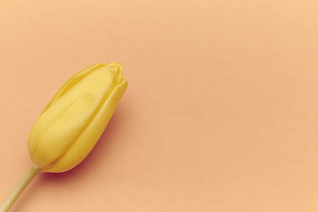 One yellow tulip on peach background. free space.の写真素材