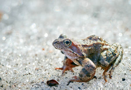A close up of a frog on the ice. Early spring. abnormal phenomena