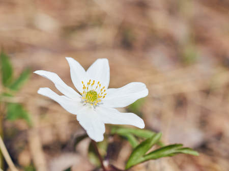 Close up on a Japanese anemone flowers also called thimbleweed or windflower.の写真素材