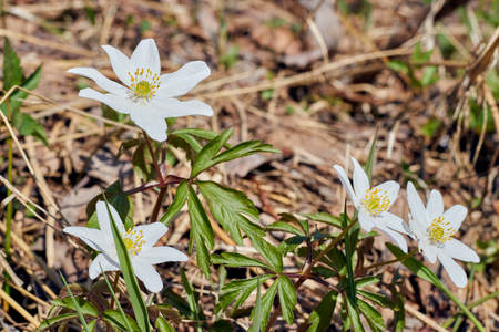 Earth Day seedlings. white blooming flowers in a wild forest. surrounding nature.の写真素材