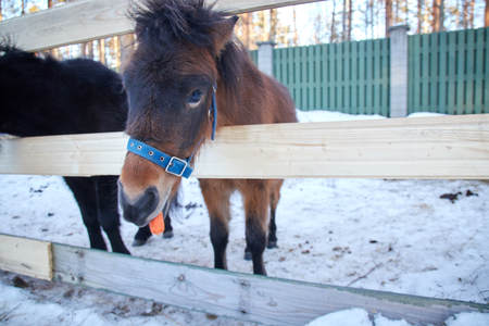 black pony in a pen with wool. Portrait of a pony closeup in winter season.の写真素材