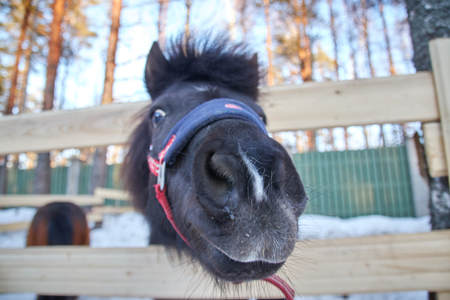 black pony in a pen with wool. Portrait of a pony closeup in winter season.の写真素材