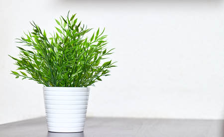 Decorative grass in a pot close-up on the table on a white background. Copy space.の写真素材