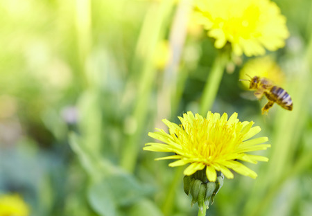 Honey bee collecting nectar from dandelion flower in the summer time. Useful photo for design or web banner.の写真素材