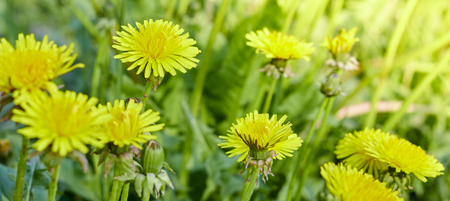 Yellow dandelions on a sunny spring day. season. backgroundの写真素材