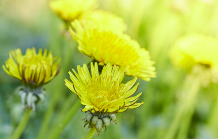 Yellow dandelions on a sunny spring day. season. backgroundの写真素材