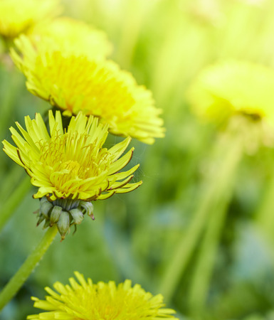 Yellow dandelions on a sunny spring day. season. backgroundの写真素材