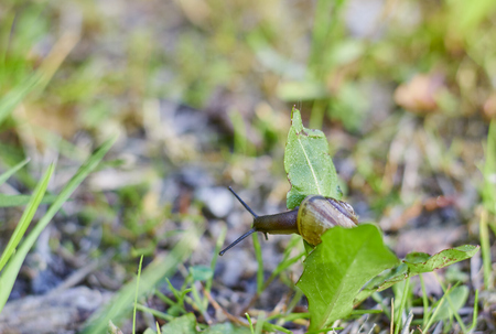 Big snail in shell crawling on road, summer day in gardenの写真素材