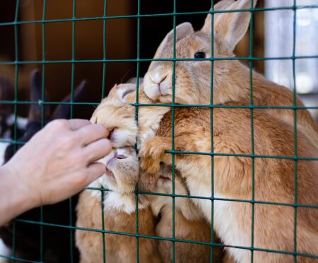 Cute funny rabbits in a cage closeup. domestic fluffy pets. animal protection.