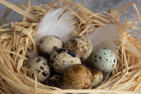 a group of quail eggs lies in a nest of straw on light concrete. copy space.の写真素材
