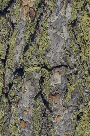 The texture of the bark of an old tree with green moss.の写真素材