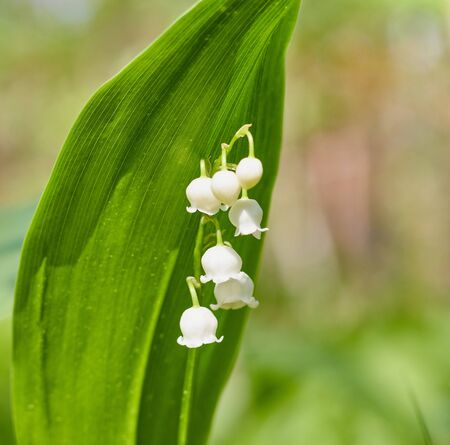 Beautiful snowdrop flowers close up in the forest. blurred background. copy space. Galanthus nivalis in the spring. spring flowers.の写真素材
