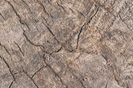 stump of oak tree felled - section of the trunk with annual rings
